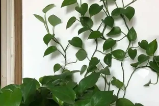 辦公桌綠植指南：5種適合上班族的桌面「小清新」