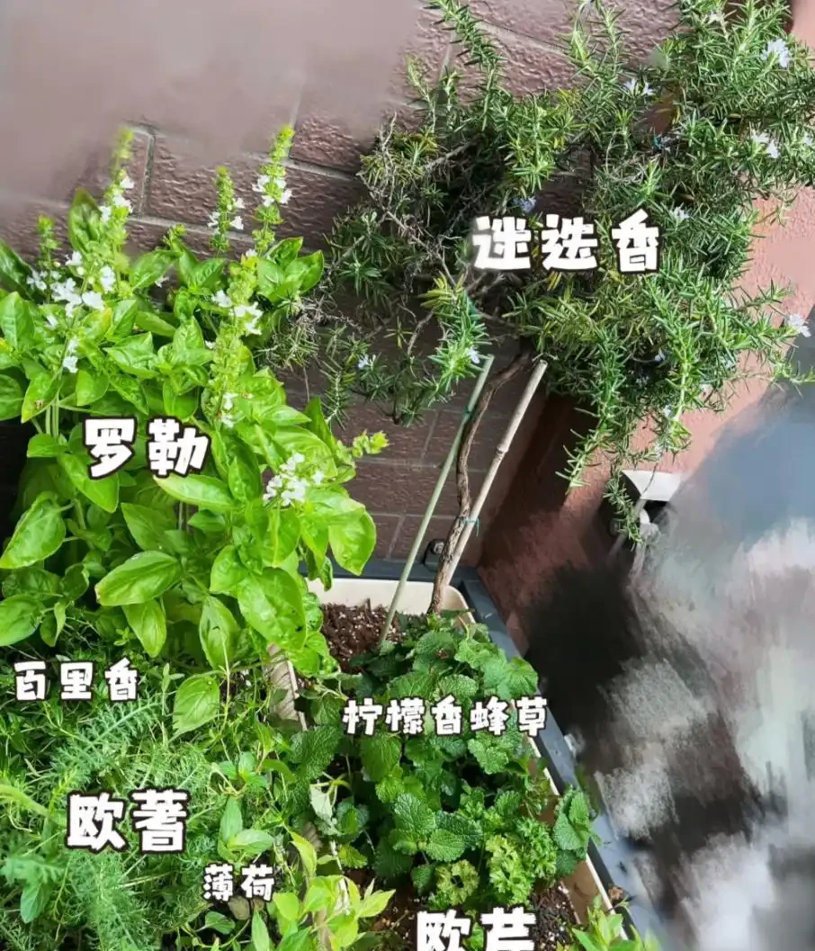 10種庭院綠植搭配法,連鄰居都來抄作業!