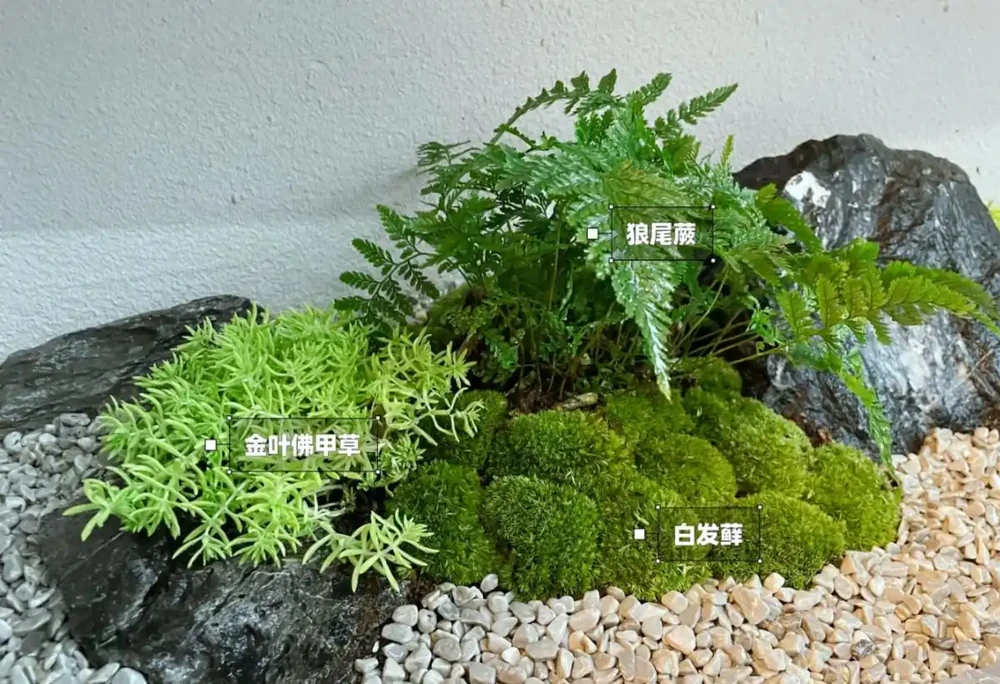 10種庭院綠植搭配法,連鄰居都來抄作業!