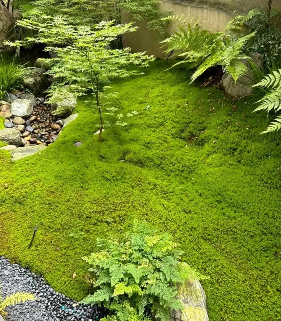 10種庭院綠植搭配法,連鄰居都來抄作業!