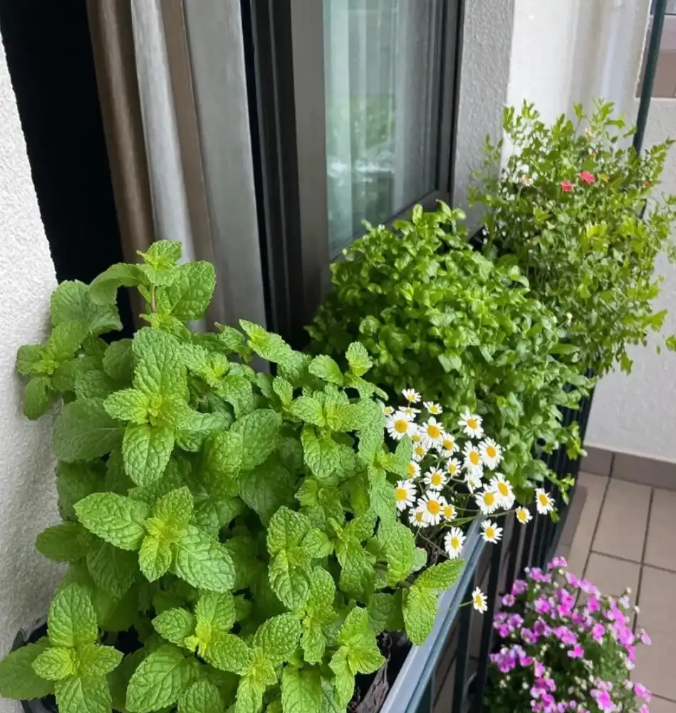 10種庭院綠植搭配法,連鄰居都來抄作業!