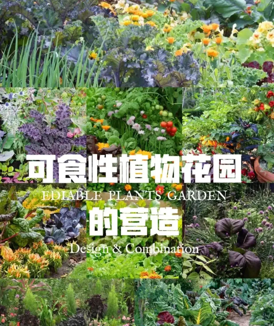 10種庭院綠植搭配法,連鄰居都來抄作業!