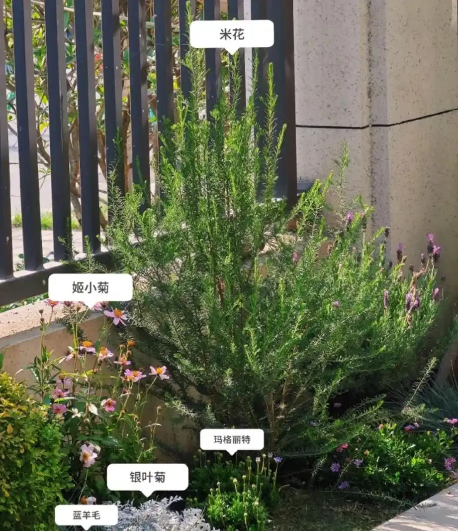 10種庭院綠植搭配法,連鄰居都來抄作業!