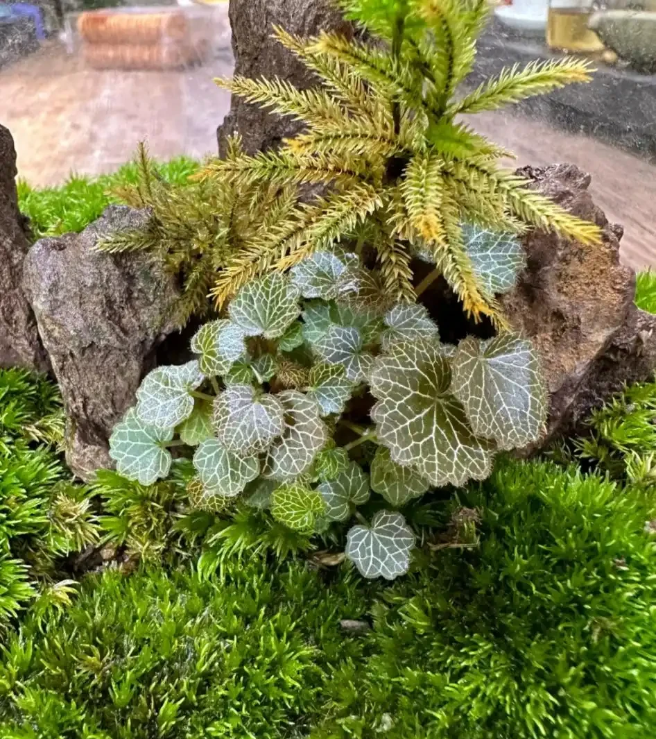 10種庭院綠植搭配法,連鄰居都來抄作業!