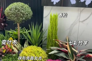 10種庭院綠植搭配法，連鄰居都來抄作業！
