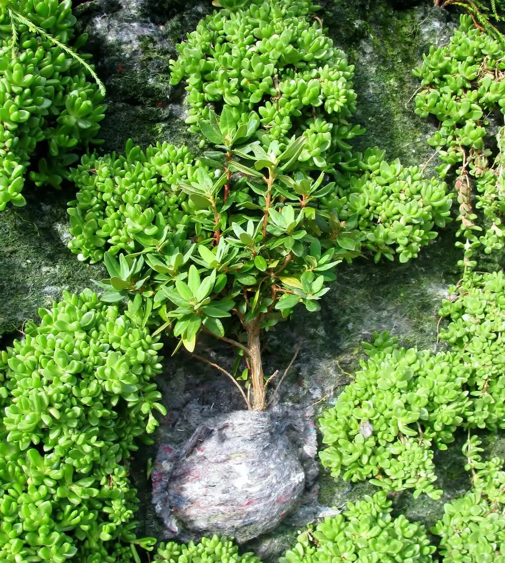 家裡不能養黃荊的原因——被誤解千年的生存智慧