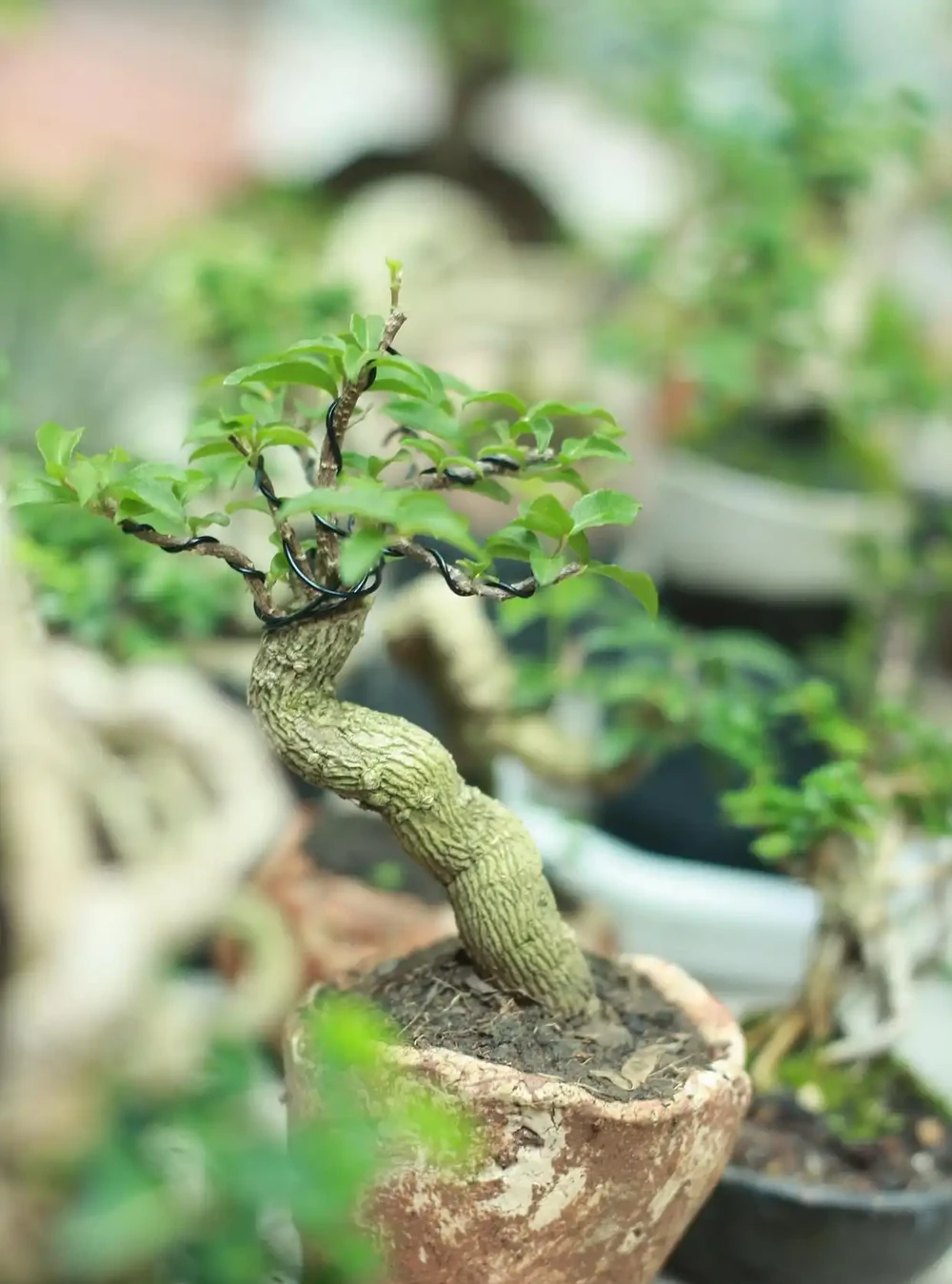 家裡不能養黃荊的原因——被誤解千年的生存智慧