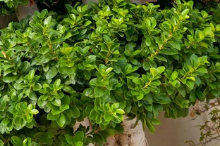 家裡不能養黃荊的原因——被誤解千年的生存智慧