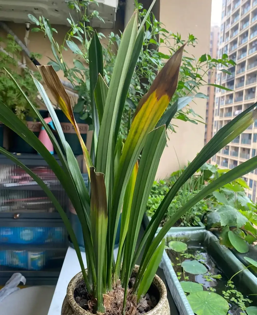蘭花葉尖枯黃別剪！這可能是根腐前兆，搶救成功率90%
