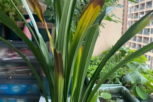 蘭花葉尖枯黃別剪！這可能是根腐前兆，搶救成功率90%