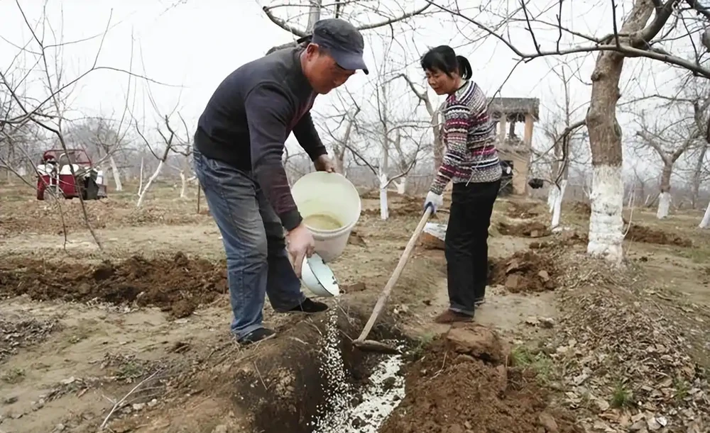 果樹施肥:把握時機,精準施策