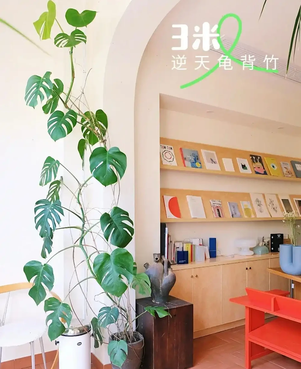 我在客廳養了一盆龜背芋，成了兒子的「好朋友」，又美又治癒
