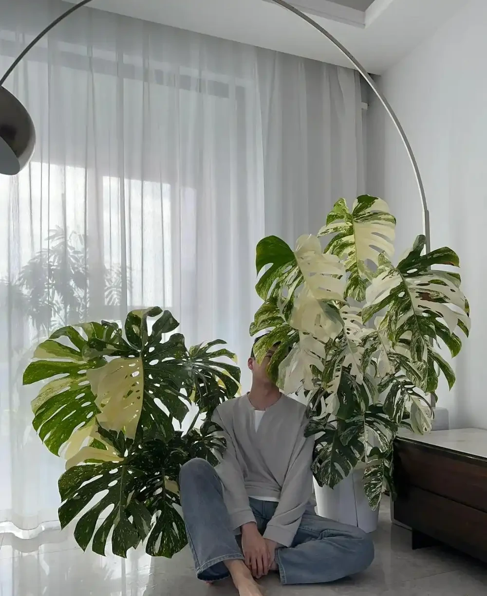 我在客廳養了一盆龜背芋，成了兒子的「好朋友」，又美又治癒