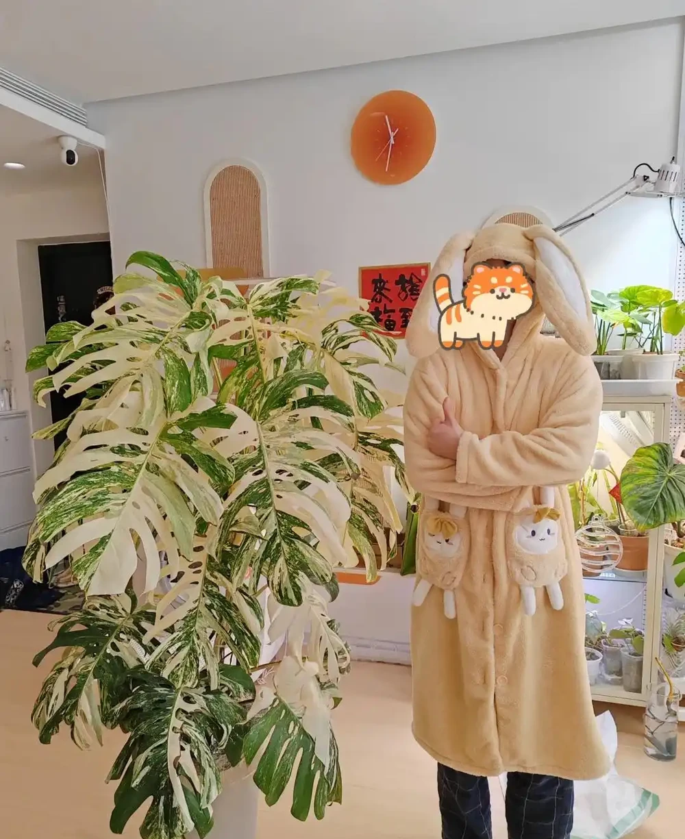 我在客廳養了一盆龜背芋，成了兒子的「好朋友」，又美又治癒
