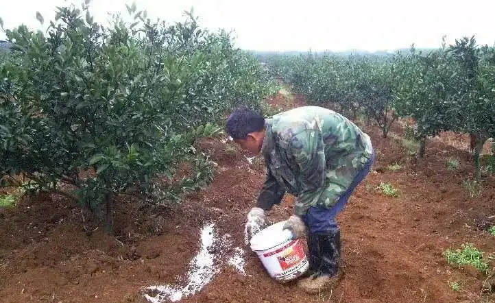 果樹施肥:把握時機,精準施策
