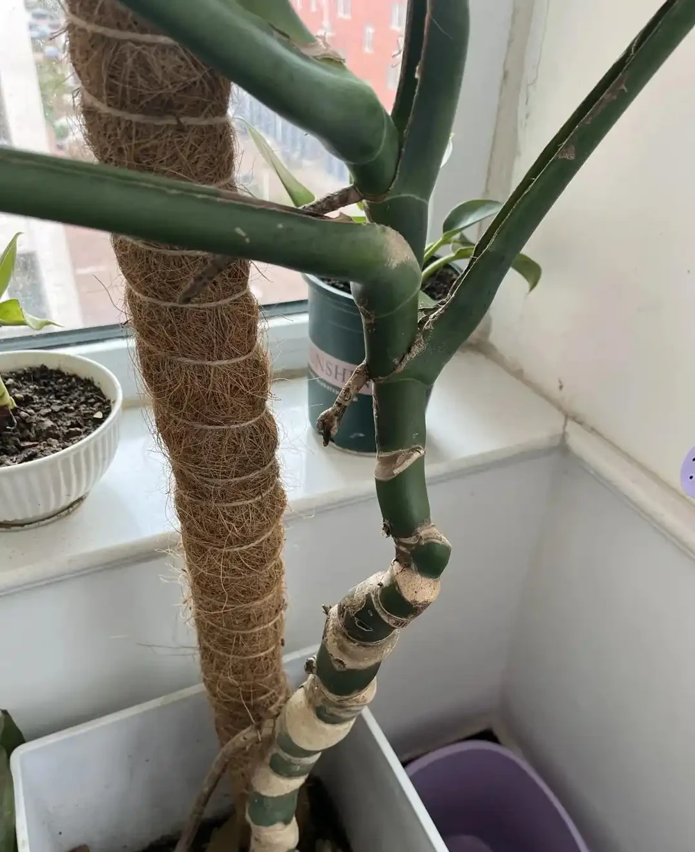 我在客廳養了一盆龜背芋，成了兒子的「好朋友」，又美又治癒