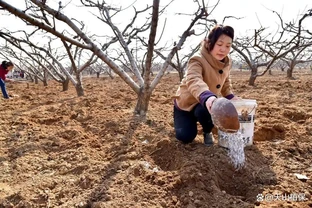 果樹施肥：把握時機，精準施策