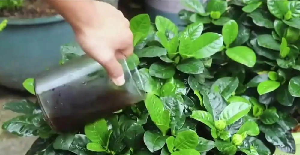 茉莉、梔子葉子黃,就用這3種「酸水」,7天澆一次,不久就滿盆