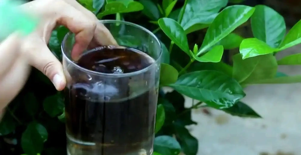 茉莉、梔子葉子黃,就用這3種「酸水」,7天澆一次,不久就滿盆