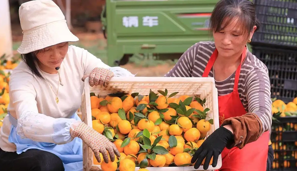 桔子樹施肥,應該用什麼肥料最好?