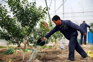 桔子樹施肥，應該用什麼肥料最好？