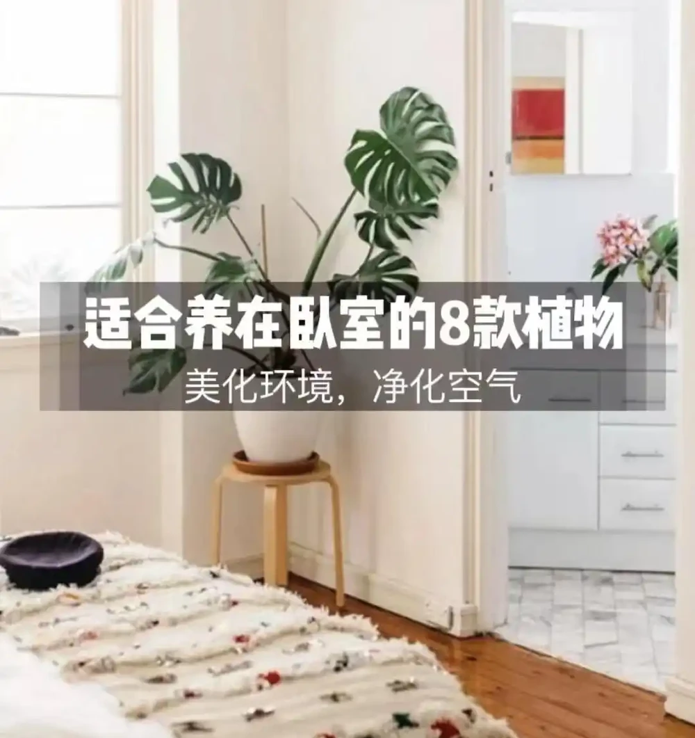 8種吉利花,適合養臥室,夜間不吸氧,好看還能「助睡眠」