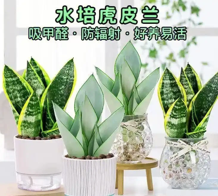 8種吉利花,適合養臥室,夜間不吸氧,好看還能「助睡眠」