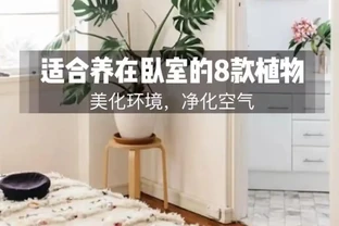 8種吉利花，適合養臥室，夜間不吸氧，好看還能「助睡眠」