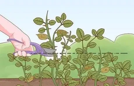 如何在秋季修剪玫瑰灌木