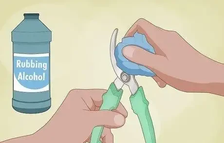 如何在秋季修剪玫瑰灌木