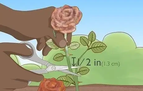 如何在秋季修剪玫瑰灌木