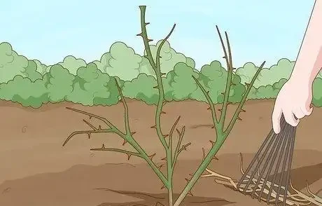 如何在秋季修剪玫瑰灌木