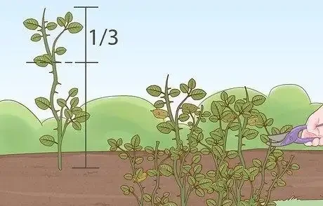 如何在秋季修剪玫瑰灌木