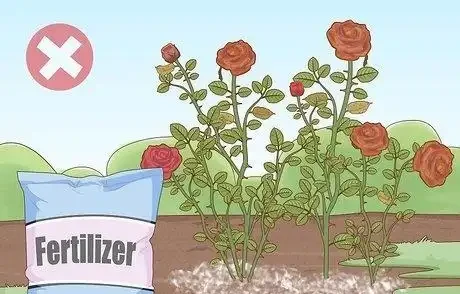 如何在秋季修剪玫瑰灌木
