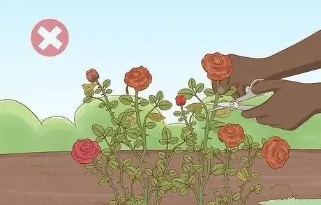 如何在秋季修剪玫瑰灌木