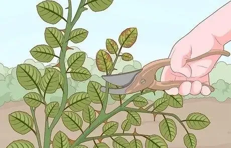如何在秋季修剪玫瑰灌木