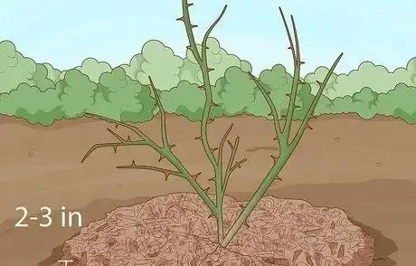 如何在秋季修剪玫瑰灌木