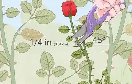如何在秋季修剪玫瑰灌木