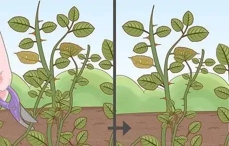 如何在秋季修剪玫瑰灌木