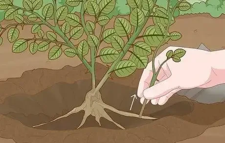 如何在秋季修剪玫瑰灌木