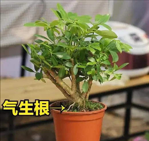 鵝掌藤(鴨掌藤):從雨林隱士到客廳寵兒的逆襲手冊