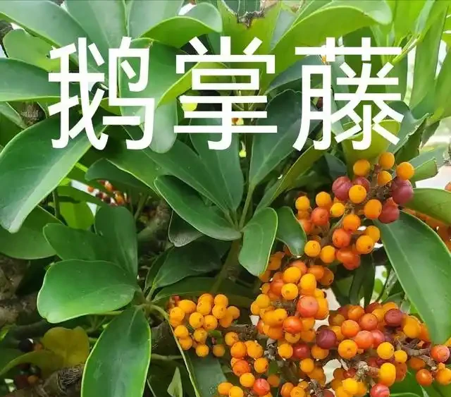 鵝掌藤(鴨掌藤):從雨林隱士到客廳寵兒的逆襲手冊