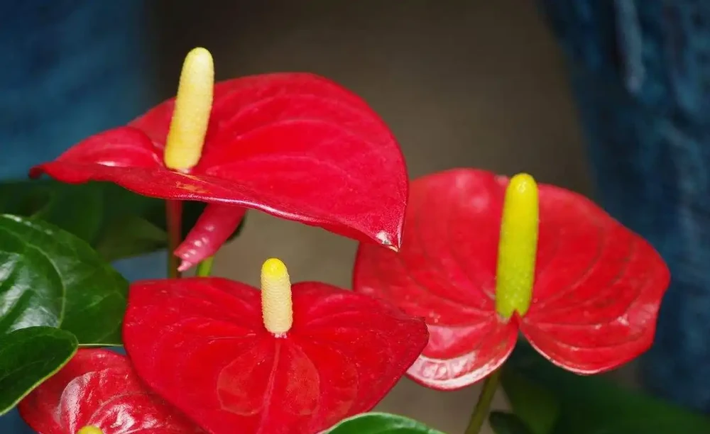 火鶴花葉子發黃怎麼回事