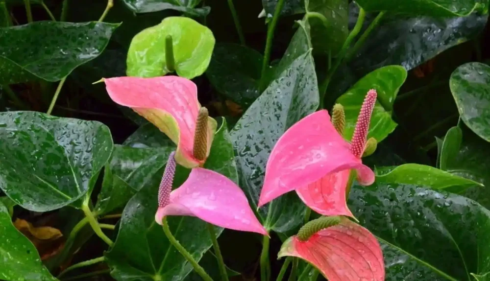 火鶴花葉子發黃怎麼回事