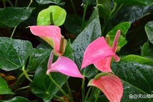 火鶴花葉子發黃怎麼回事