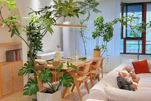 這些大葉綠植，適合養客廳，大葉招財還「養人」