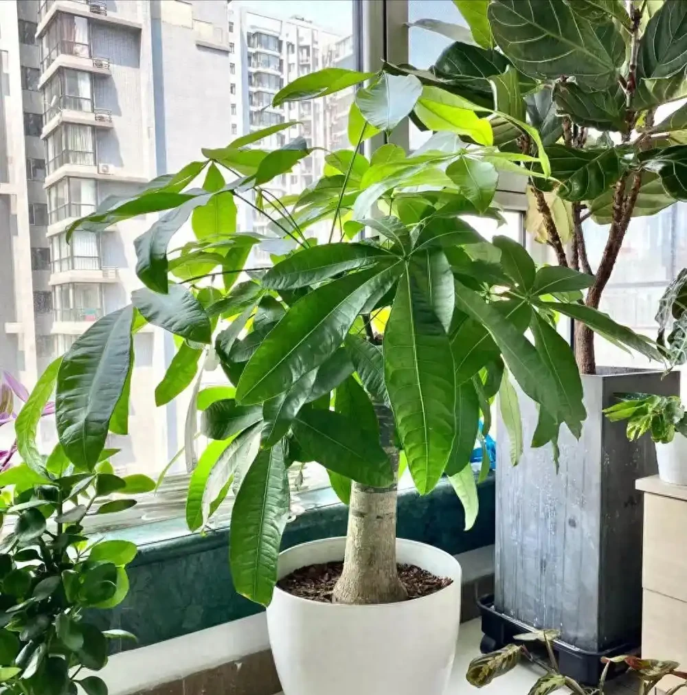 發財樹該不該澆水?一個牙籤就能搞定,誰都能學得會