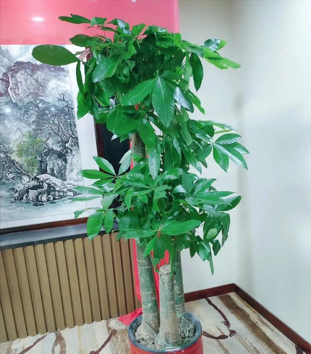 發財樹該不該澆水?一個牙籤就能搞定,誰都能學得會