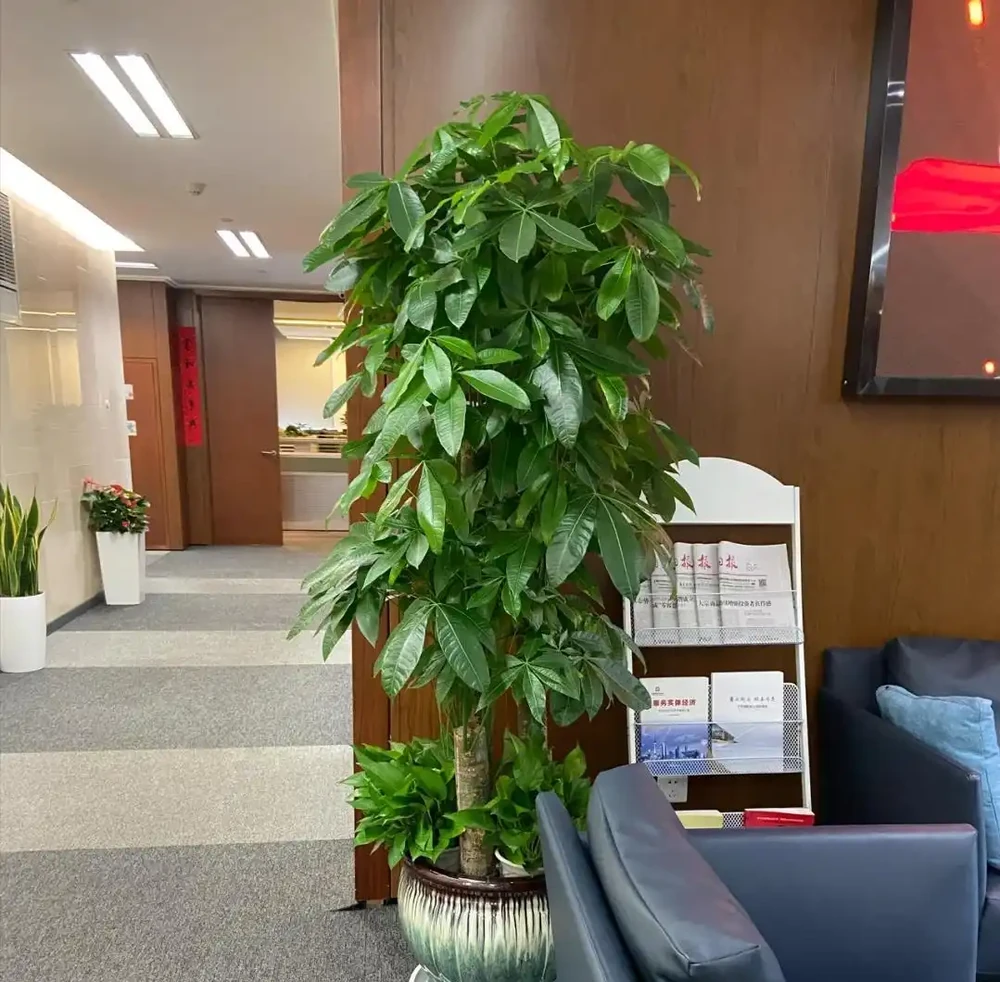 發財樹該不該澆水?一個牙籤就能搞定,誰都能學得會