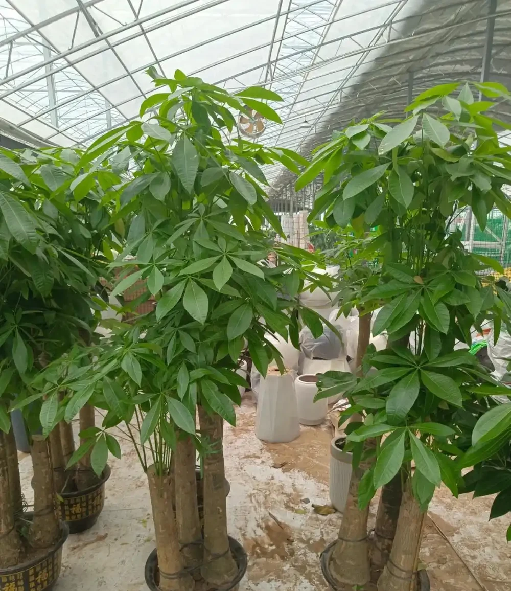 發財樹該不該澆水?一個牙籤就能搞定,誰都能學得會
